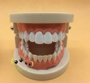 IP0007  치과 치아 이빨 이  모형