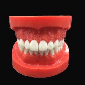 IP0021  치과 치아 이빨 이 잇몸 충치 모형