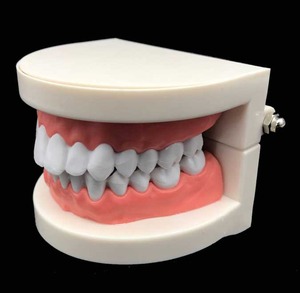 IP0004  치과 치아 이빨 이  모형
