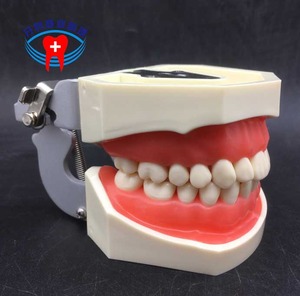IP0011  치과 치아 이빨 이 잇몸 충치 모형