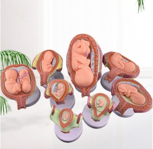 DB0069 의학 과학 실험 임신 출산 모형 마네킹